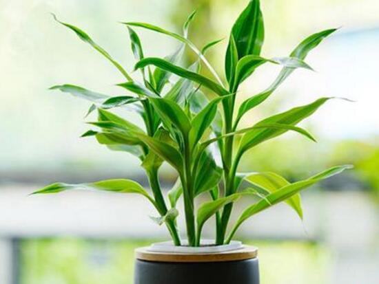 富贵竹的养殖方法和注意事项水养（富贵竹怎么养才能更旺盛）(9)