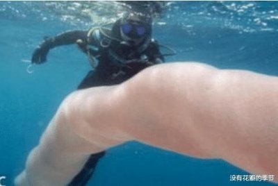 ​小伙子潜水时遇到“水蛇”:与它合照，专家看完照片直呼他运气好