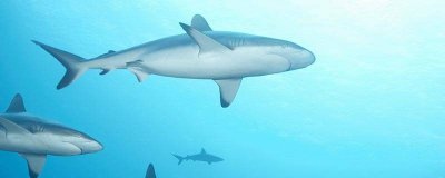 ​鲨鱼有哪些种类 鲨鱼有哪些种类名称图片大全