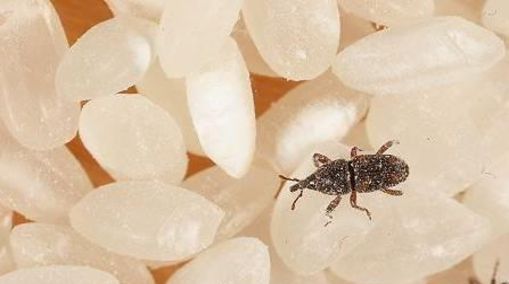 怎样去掉米里面的米虫,怎么消灭大米里面的米虫图1