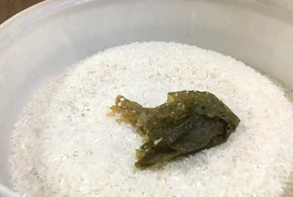 怎样去掉米里面的米虫,怎么消灭大米里面的米虫图3