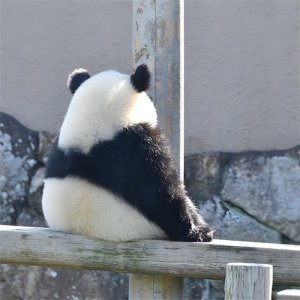 ​熊猫头像|可可爱爱 没有脑袋