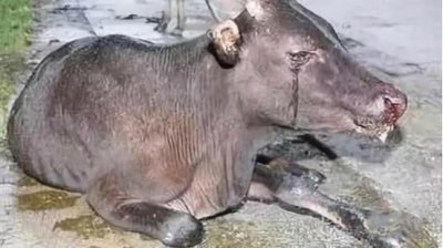 农村杀牛的时候，牛为什么会跪地流泪？答案让人心酸