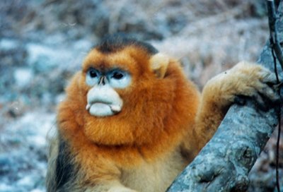 1882年——白臀叶猴灭绝