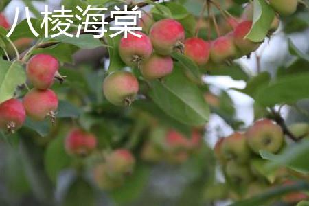 八棱海棠 八棱海棠