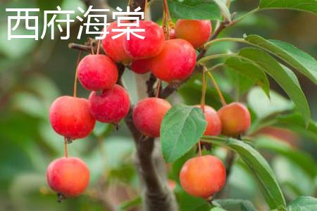 西府海棠 西府海棠