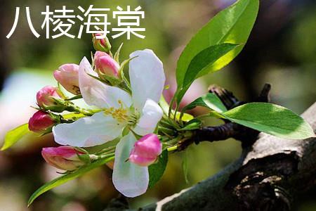 八棱海棠 八棱海棠