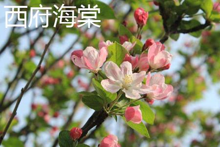 西府海棠 西府海棠