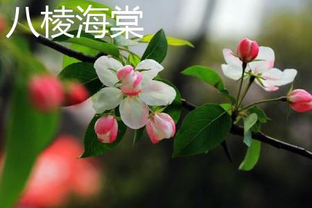 八棱海棠 八棱海棠