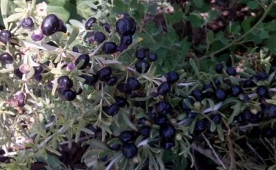 ​黑枸杞是什么植物结的果实（黑枸杞是啥植物）