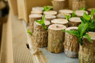 巴西木怎么过冬