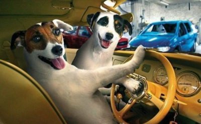 ​摸了狗狗到底要不要洗手？