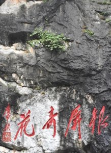 ​临近观赏季 巢湖银屏山千年牡丹已含苞待放